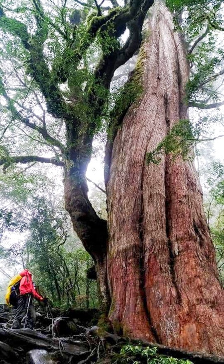 Old trees