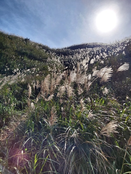 Silver grass in Taiwan