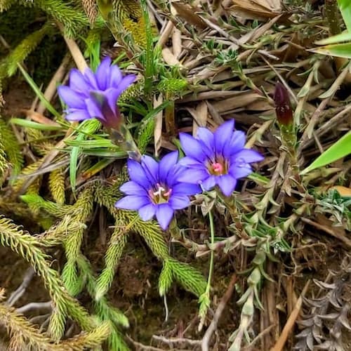 Alisan-gentian-20200725