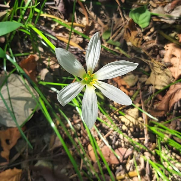 Autumn Zephyr Lily