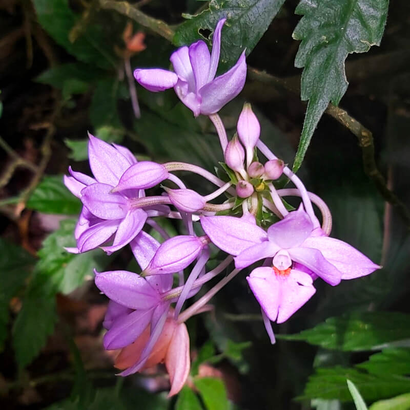 Calanthe-sylvatica-Thouars-Lindl-20200816