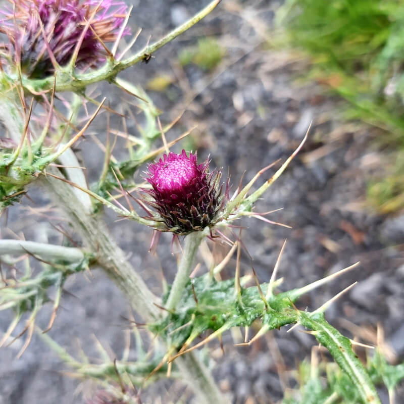 Cirsium-kawakamii Hayata_20200905