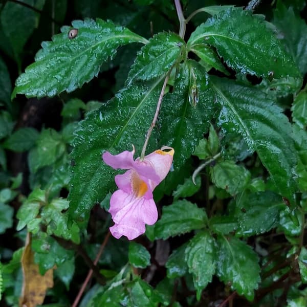 Impatiens uniflora Hayata