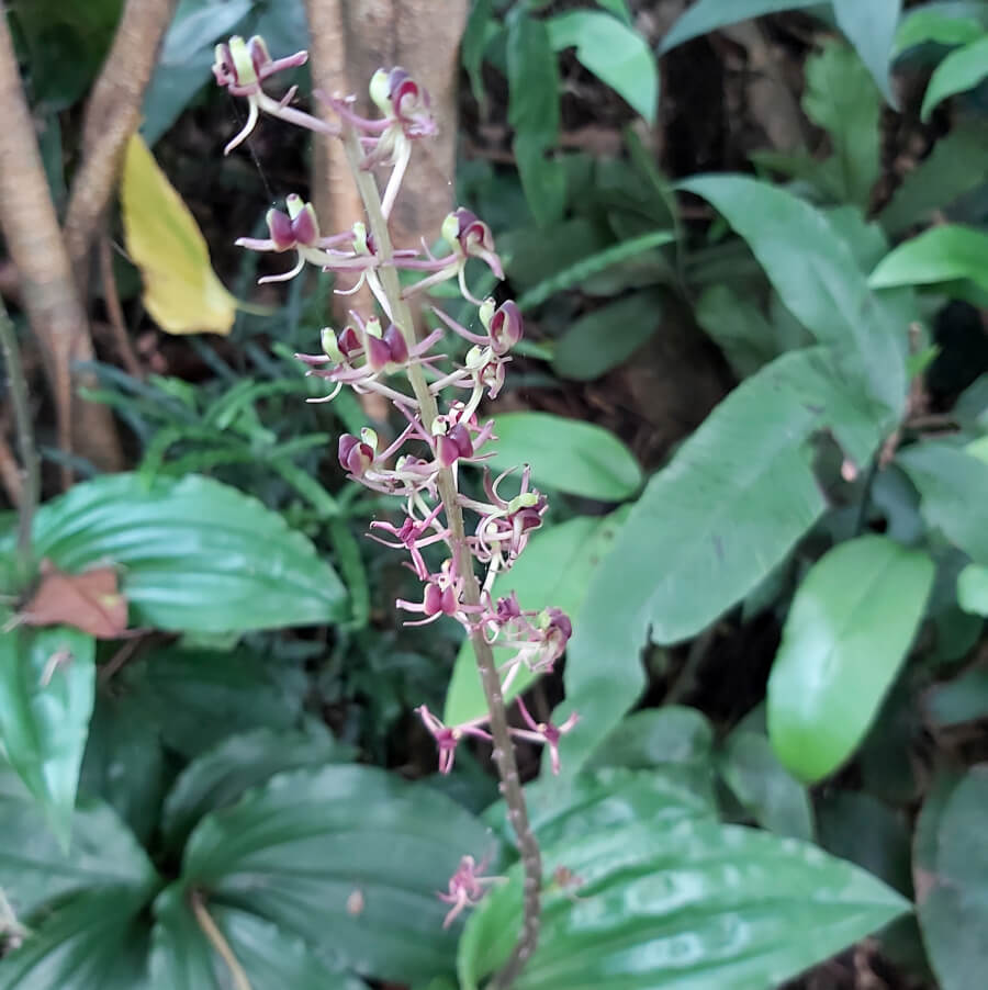 Liparis formosana Liparis formosana