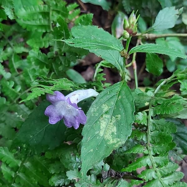 Strobilanthes formosanus Moore