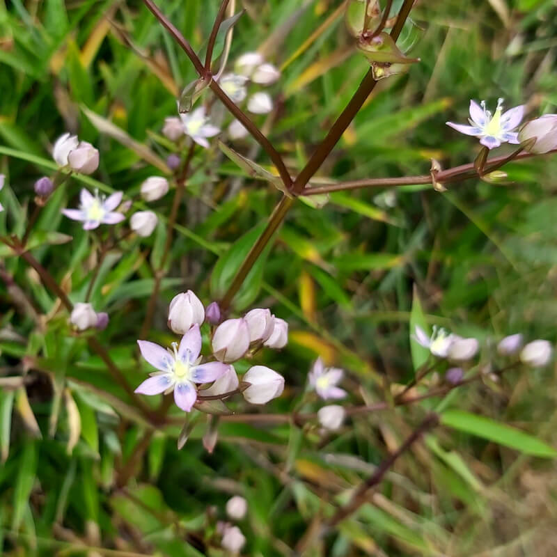 Swertia-randaiensis