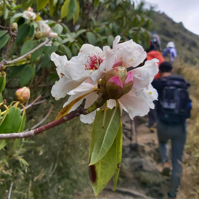 Taiwan Alpine Rhododendron 