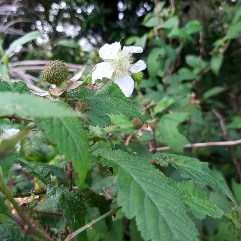 Thin-petal Raspberry