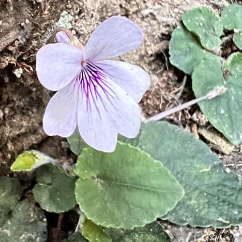 Viola hypoleuca Hayata